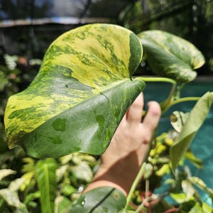 Monstera variegated yellow marilyn large form