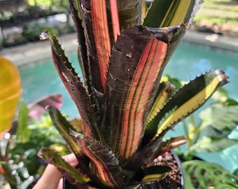 Bromeliad Aechmea Roberto Menescal - Etsy