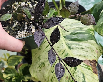 Hoya lacunosa black