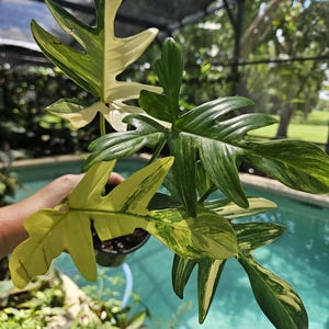 Variegated philodendron pedatum