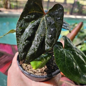 Anthurium Dark Phoenix - Etsy