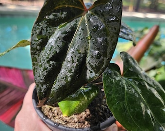 Anthurium Docblock X Brielle X Zara Hybrid Rare Plant - 2.7 Inch