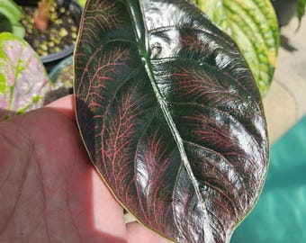 Alocasia azlanii