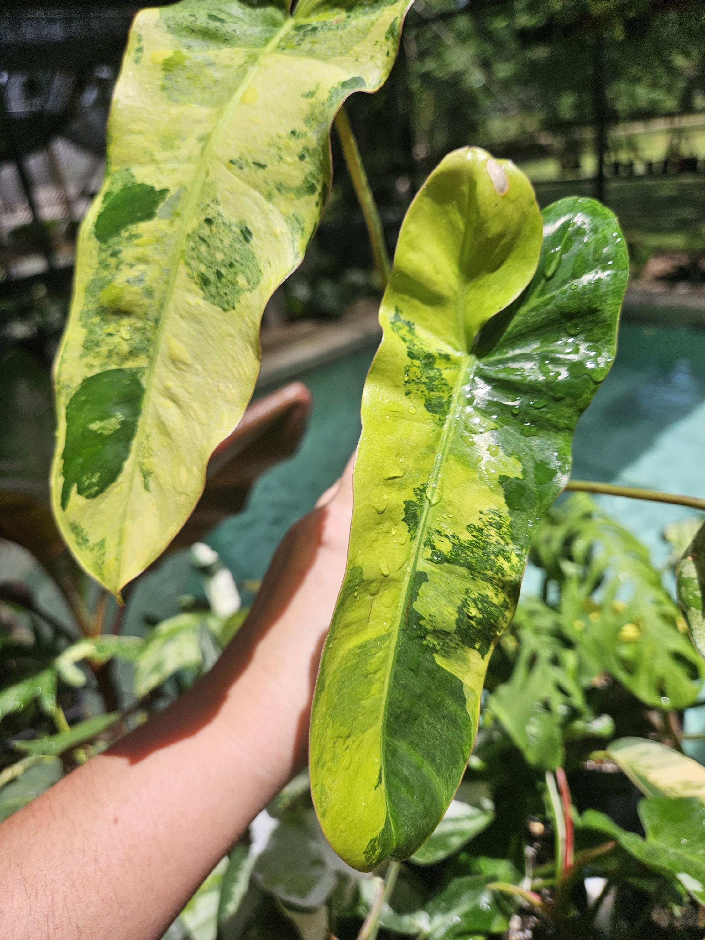 専用Prabu, exsotika var, salaca aurea,noid Paraiso Verde Aurea Variegated Philodendron - Etsy