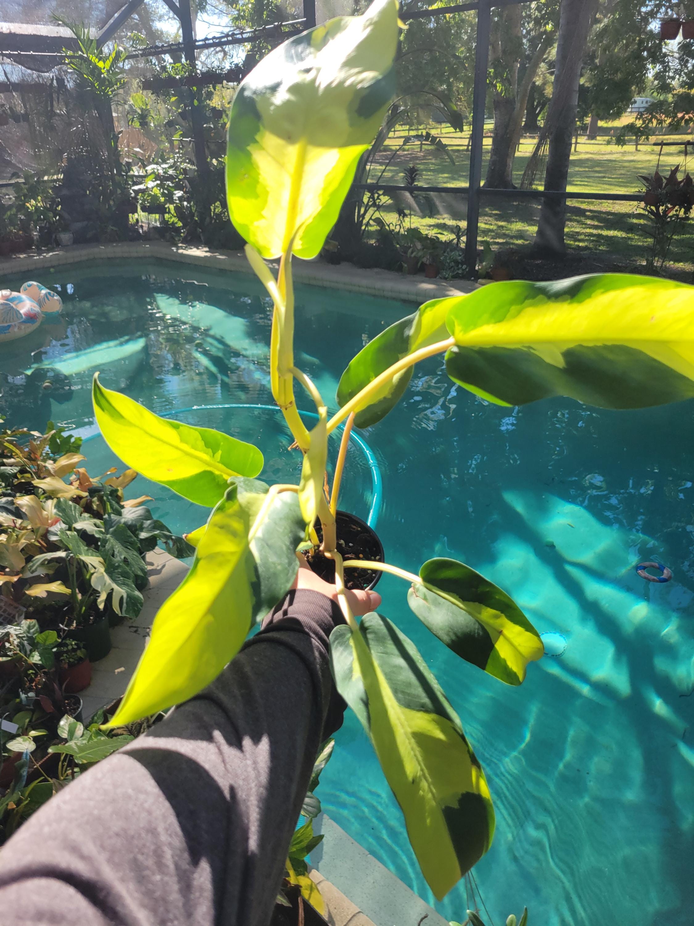 Philodendron thai sunrise