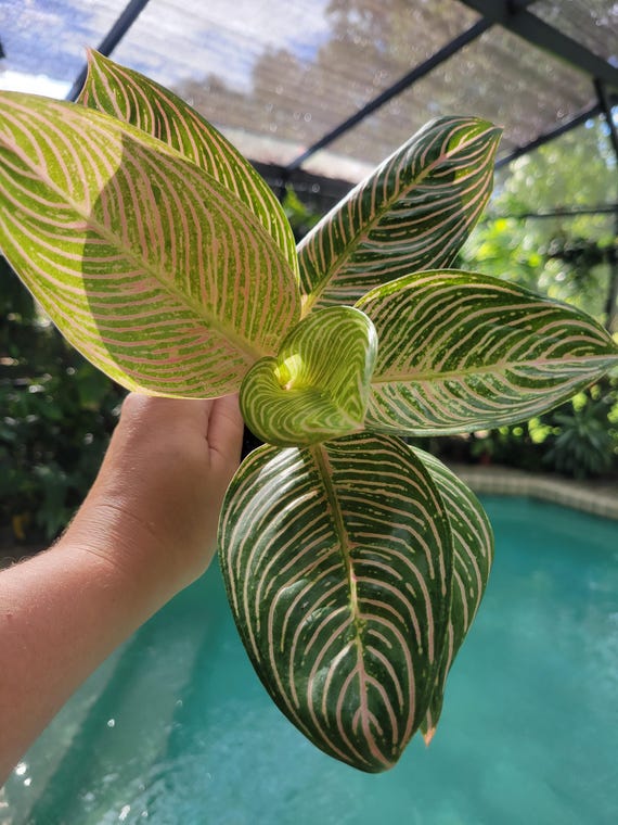 Aglaonema Golden Hope Aglaonema Golden Hope - Etsy Finland