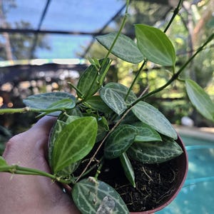 4&quot; dischidia watermelon