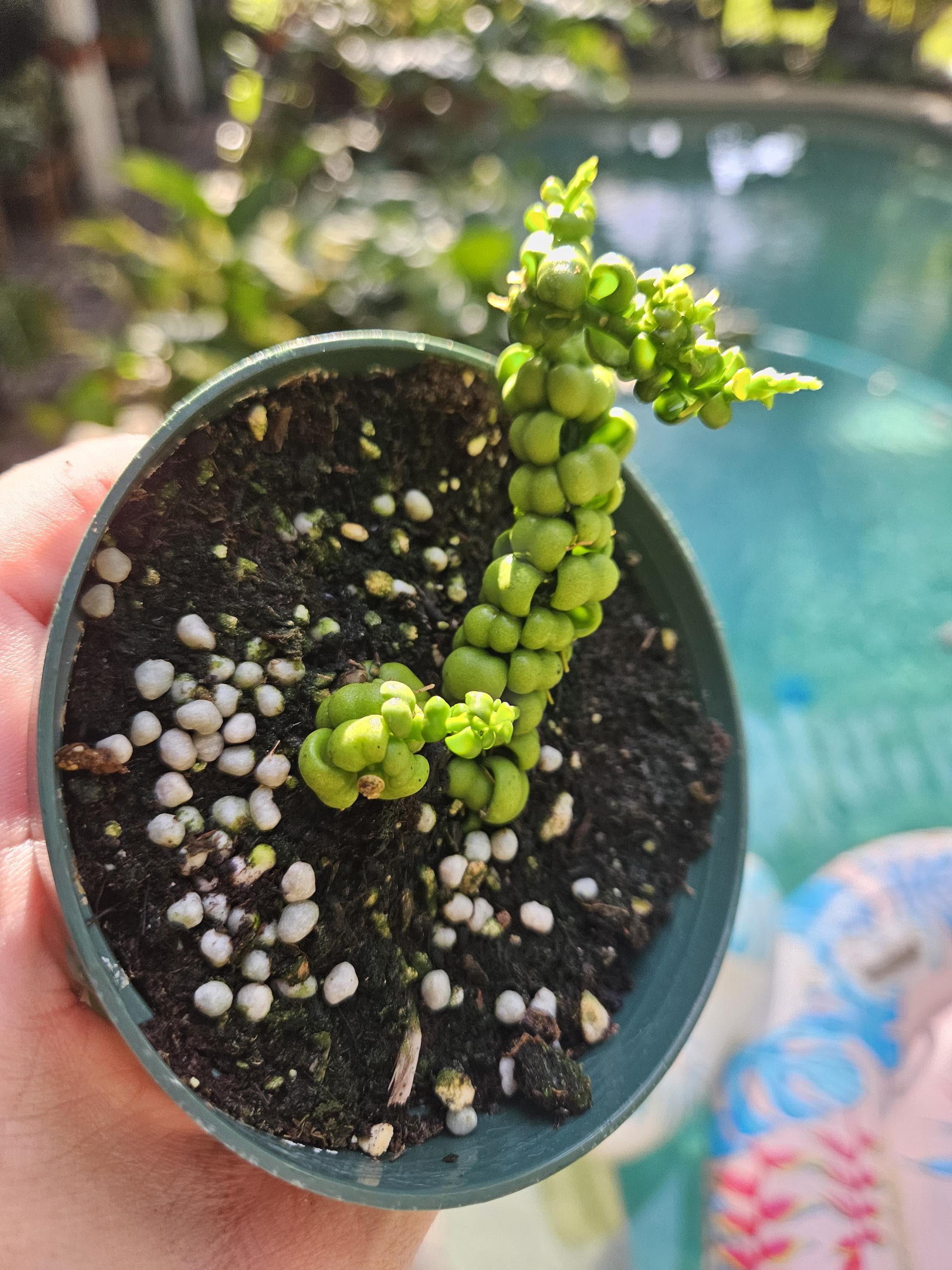 Dischidia Dragon Jade Plant - Etsy