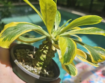 Hoya Chinghungensis 2