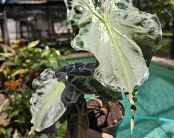 Variegated Christmas Palm 10-12