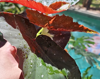 Dark angel hybrid angel wing begonia