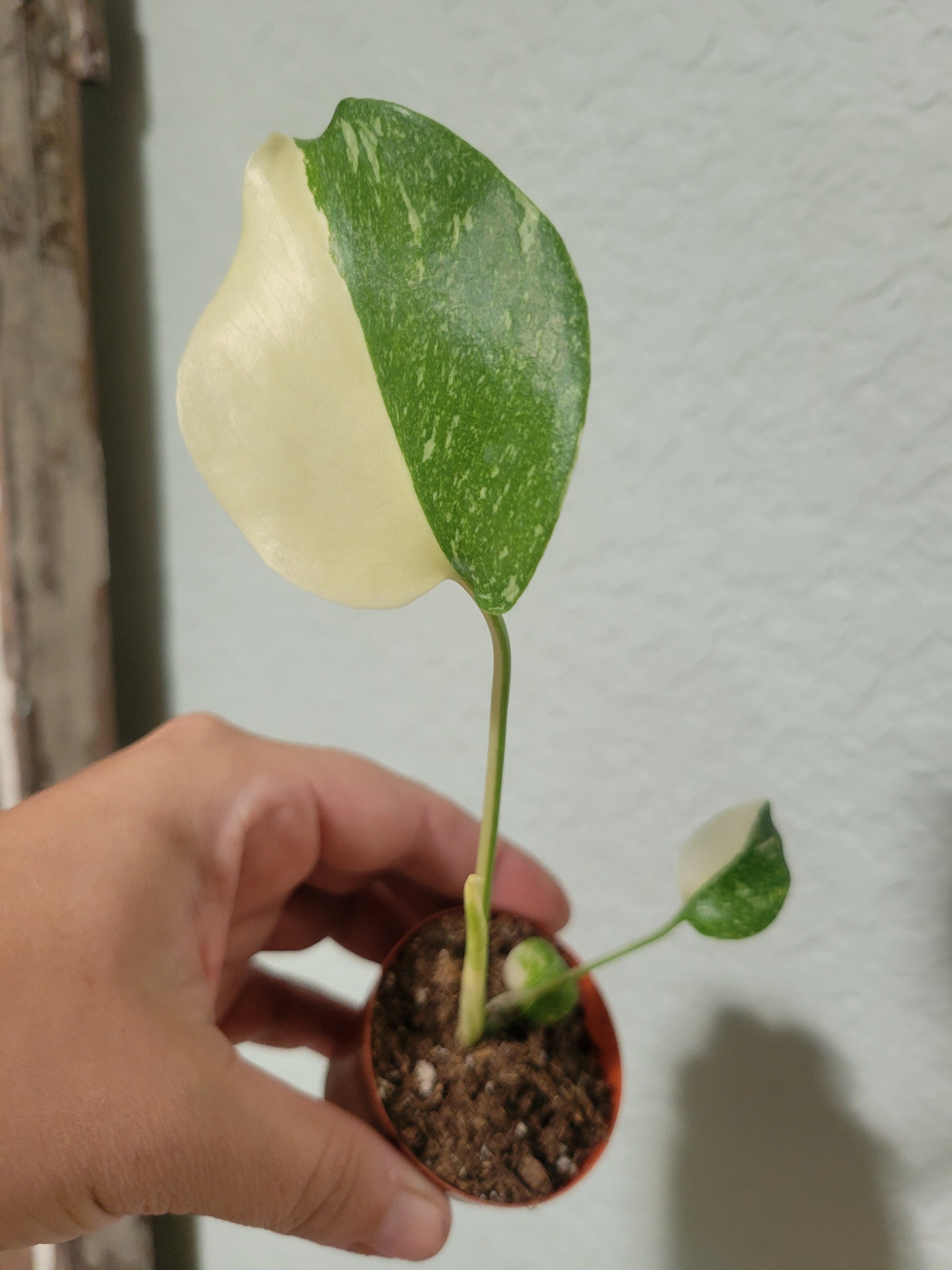 High Color Variegated Half Moon Thai Con Constellation Monstera C7 - Etsy