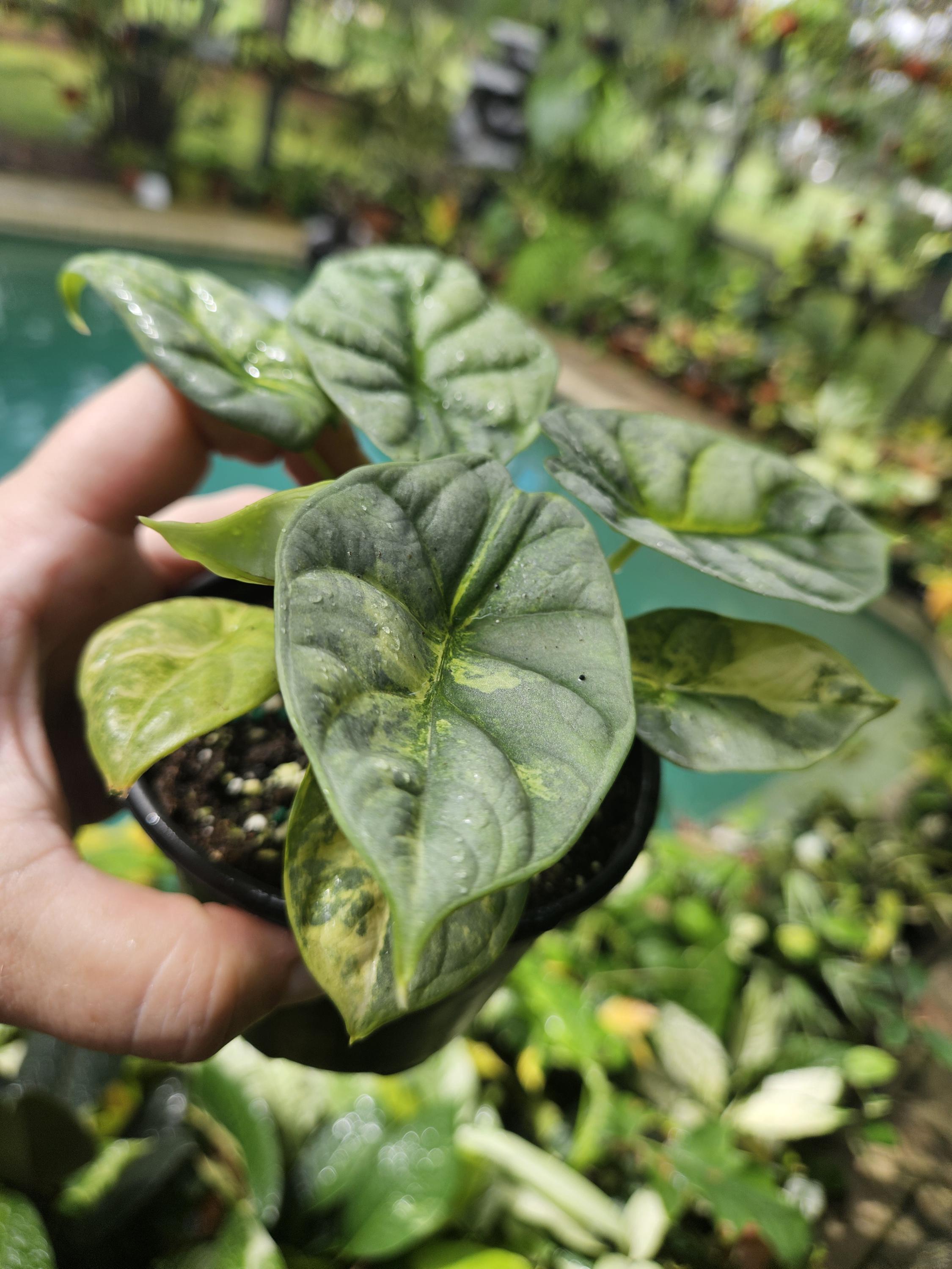 Alocasia Silver Dragon Aurea / シルバードラゴン Alocasia Silver Dragon Aurea / シルバードラゴン オーレア