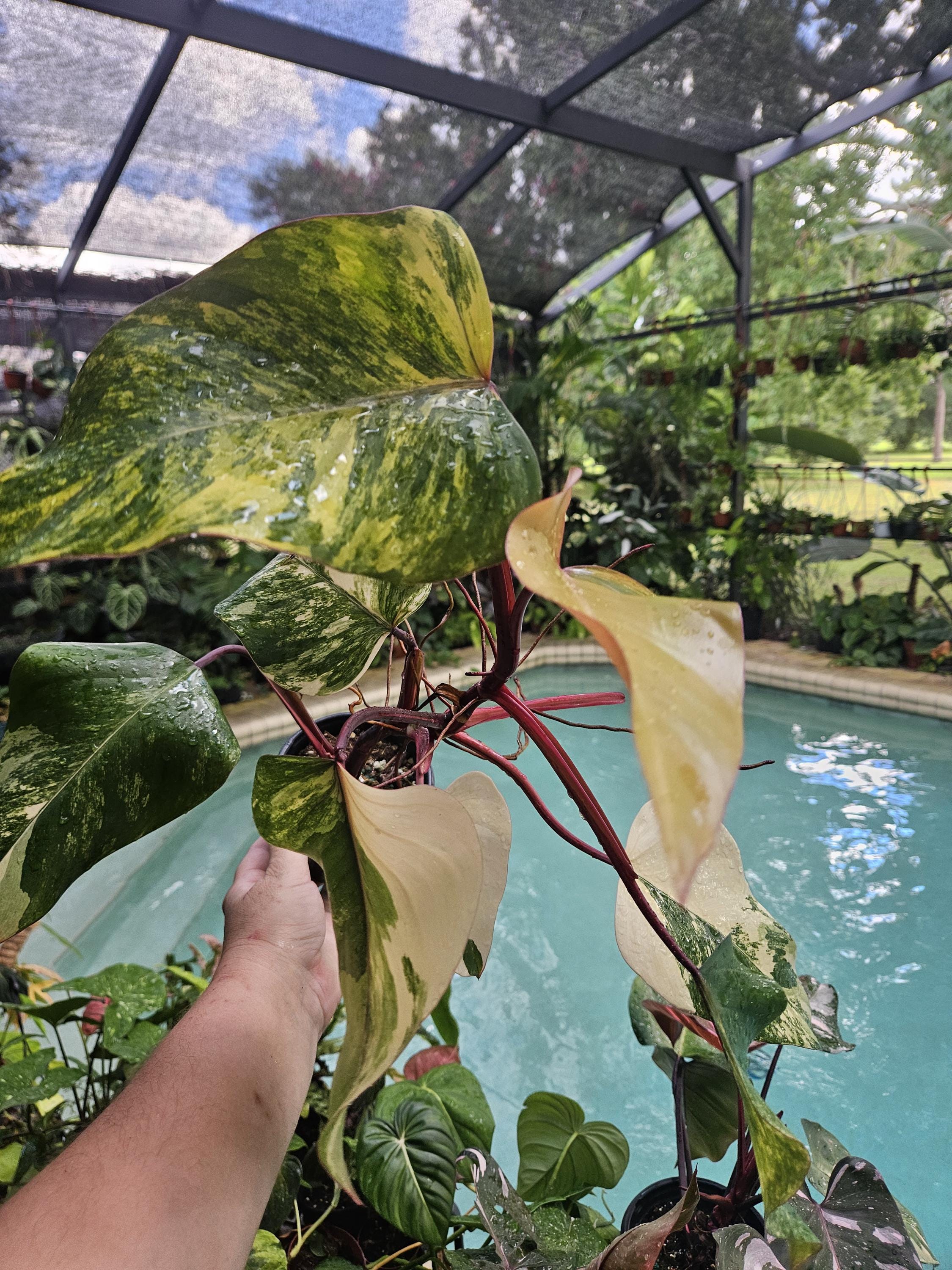 Philodendron strawberry shake