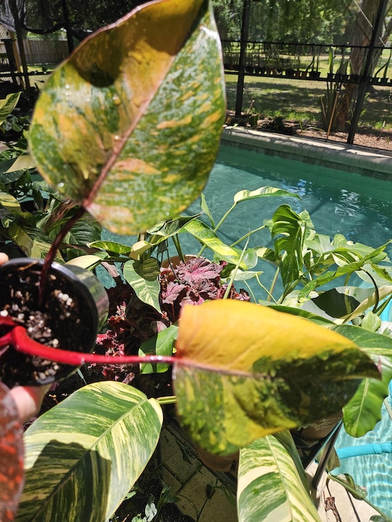 Variegated Philodendron Orange Marble Galaxy Princess - Etsy