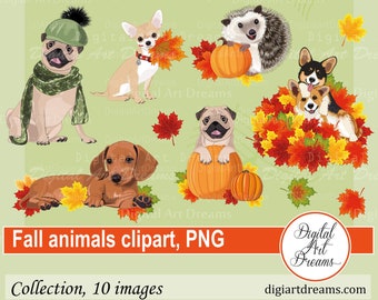 Fall clipart png - Animal clipart, Hedgehog with pumpkin, Dog clipart - Autumn clip art, Digital images, Illustration, png designs, Wall art
