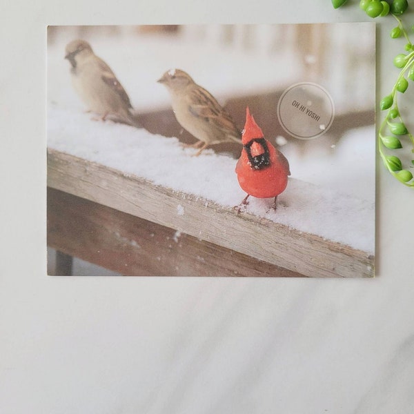 Snowy Cardinal Bird Post Card | Funny Card | Thinking about you | Gift | Birthday card Hello Bird Lover Love Greeting Animal Lovers