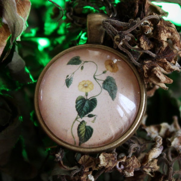HOUBLON collier cabochon bronze et verre botanique, histoire naturelle, bière, plante et fleur COC007