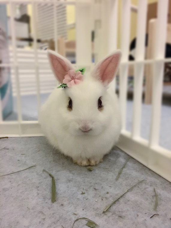 Pet Rabbit Flower Accessory Pet Rabbit Flower Crown Pet Etsy