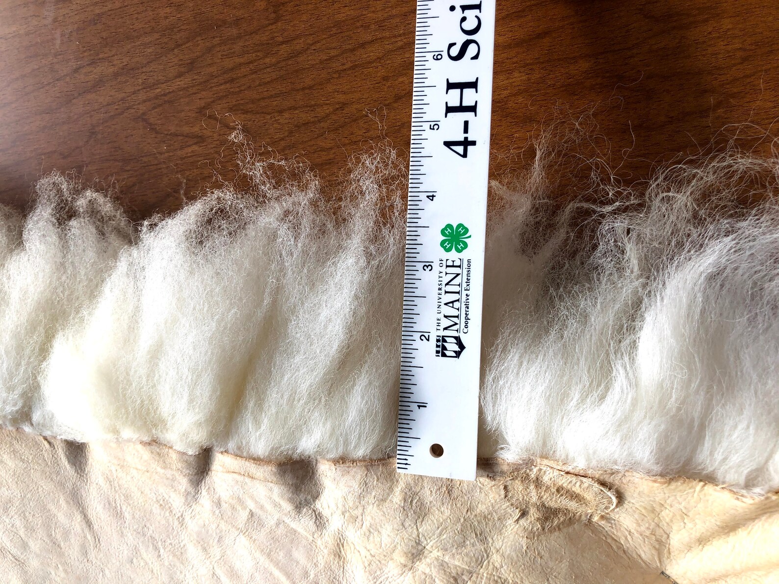 Medium White Lamb Pelt Washable Etsy