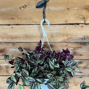 May include: A Tradescantia zebrina plant in a white plastic hanging pot with a white hanger, suspended from a black metal wall hook shaped like a leaf. The plant features trailing stems with variegated leaves in shades of deep purple and silvery green.