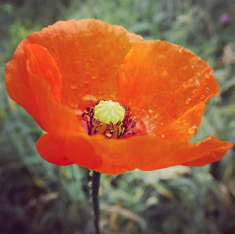 tall poppy flower silver necklace pendant image 9