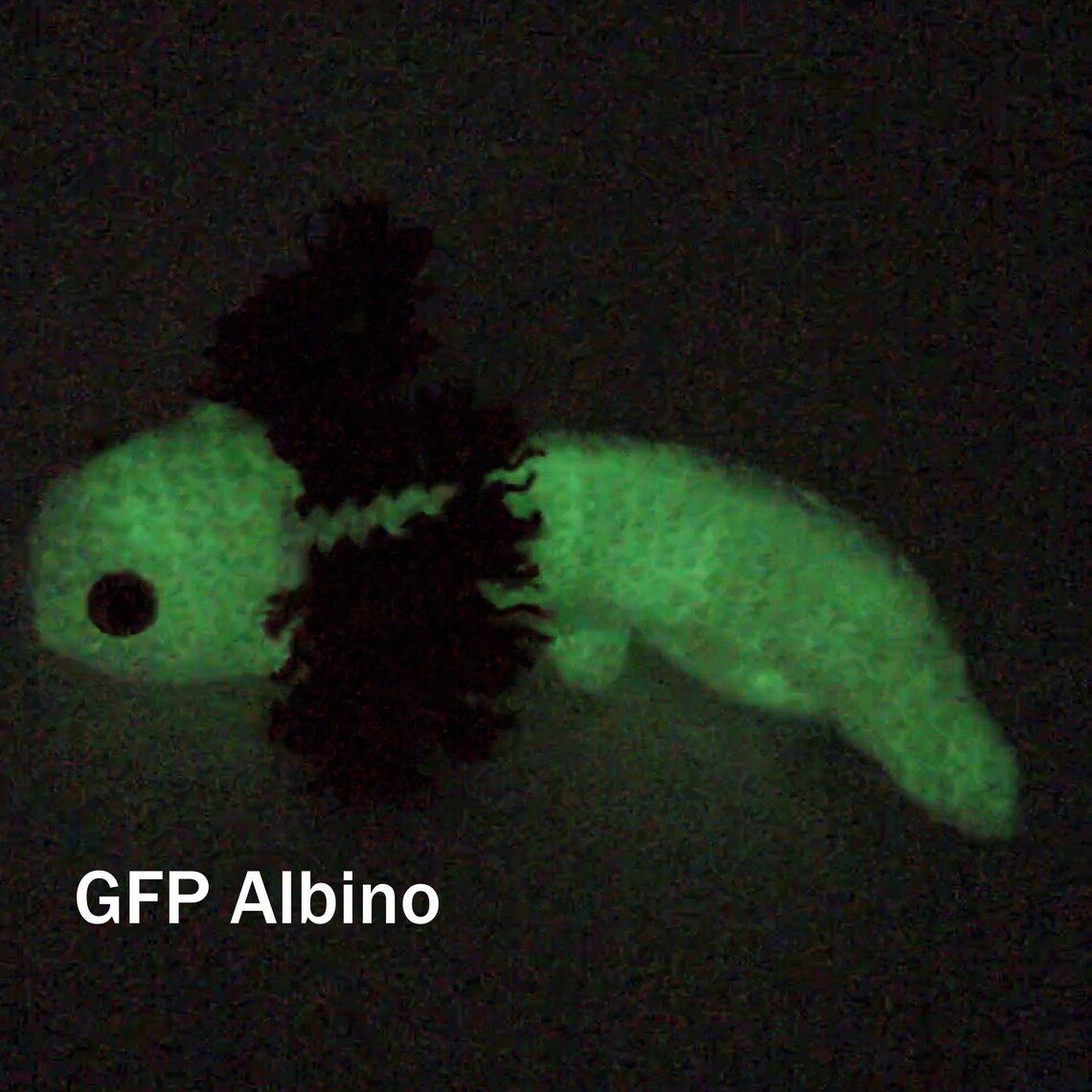 axolotl stuffie