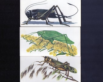 Fine Art Print Grasshopper Locust and Cricket Vintage Lithograph A4A3 FramedUnframed