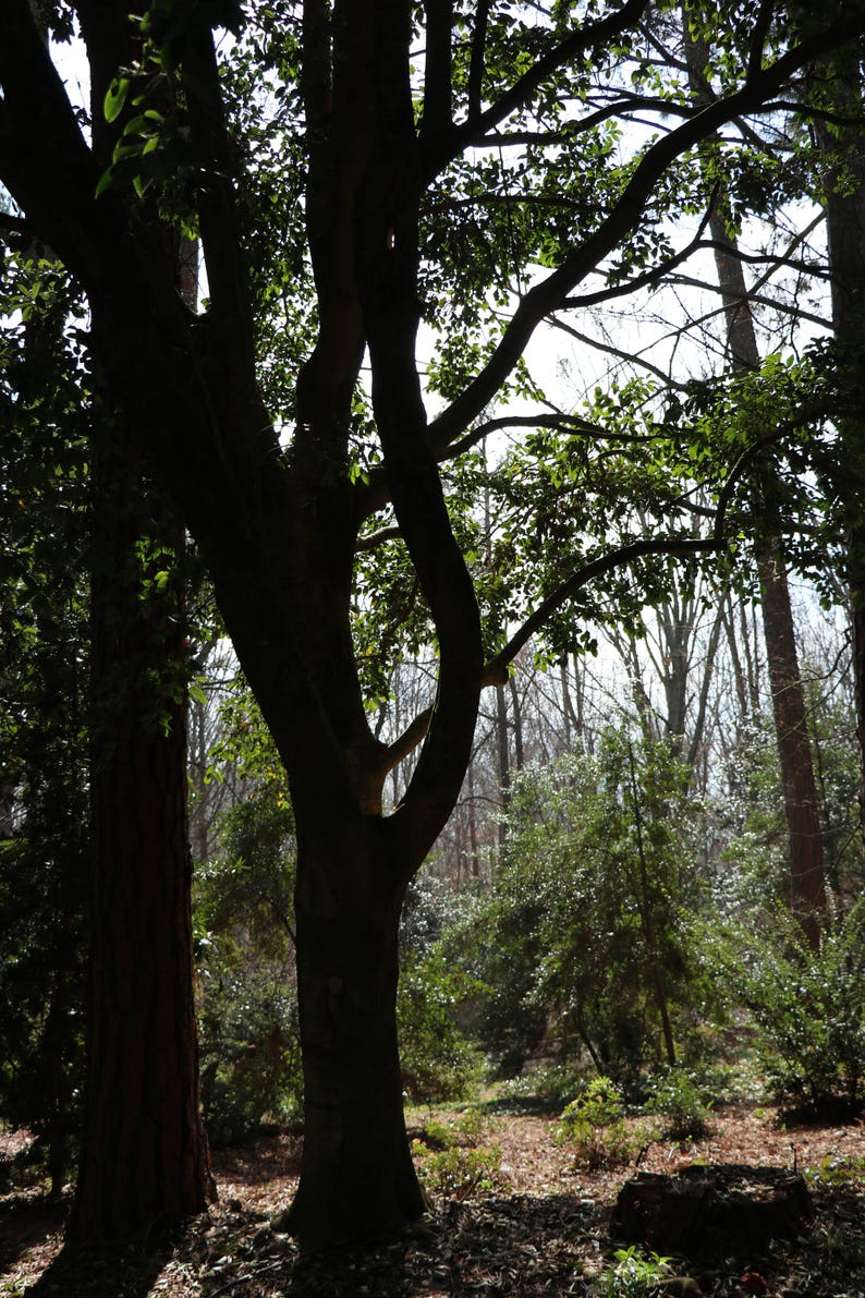 Assorted Trees