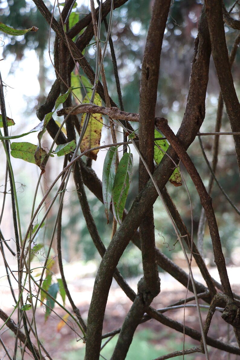 Assorted Trees