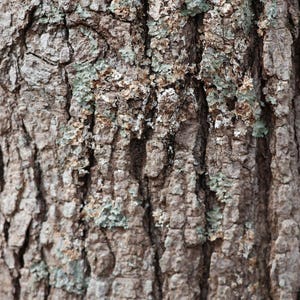 Tree Bark