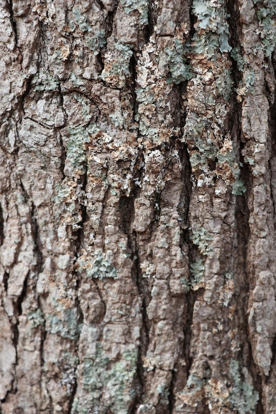 Fascinating bark marks the sycamore tree