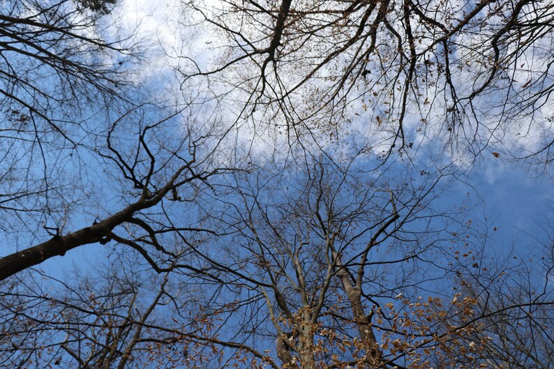 Assorted Trees
