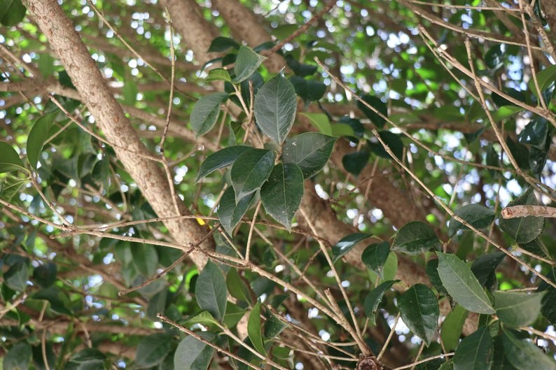 Assorted Trees