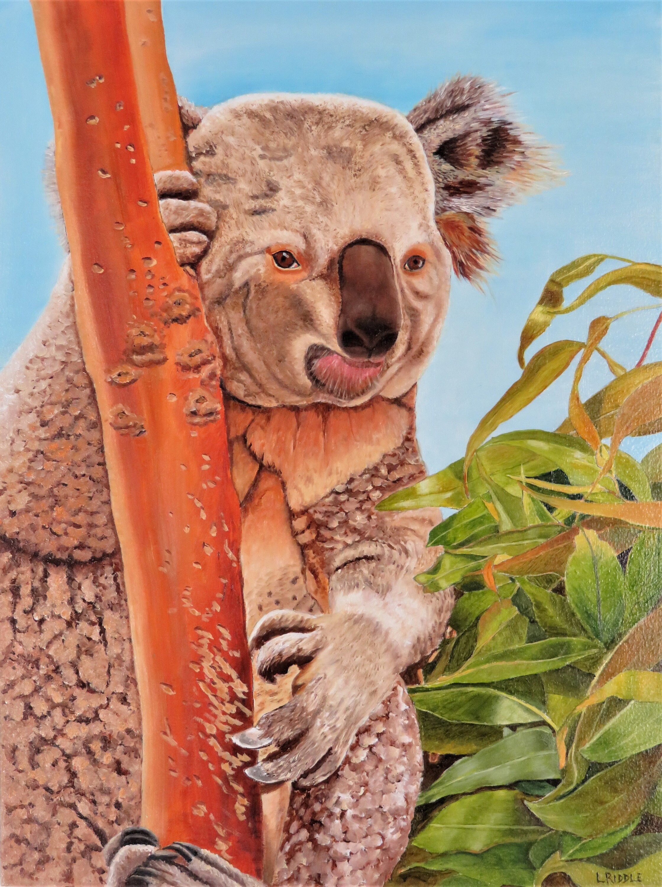 Sweet dream - oil painting, Australia, koala, koala oil painting, animals, koala  art, animals oil painting Oil painting by Anastasia Kozorez