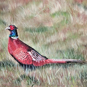 Pheasant 12x16 oil original, hand painted, wild bird, colorful bird, wildlife art