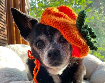 Béret de citrouille pour chat ou petit chien, chapeau de citrouille de chat, béret de chat, chapeau de chien, chapeau de citrouille de chien, chapeau de citrouille pour chien, chapeau de citrouille pour chat