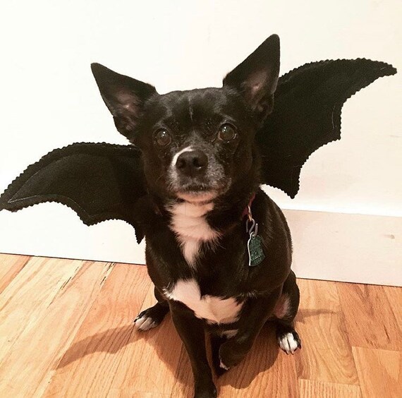 dog wing costume