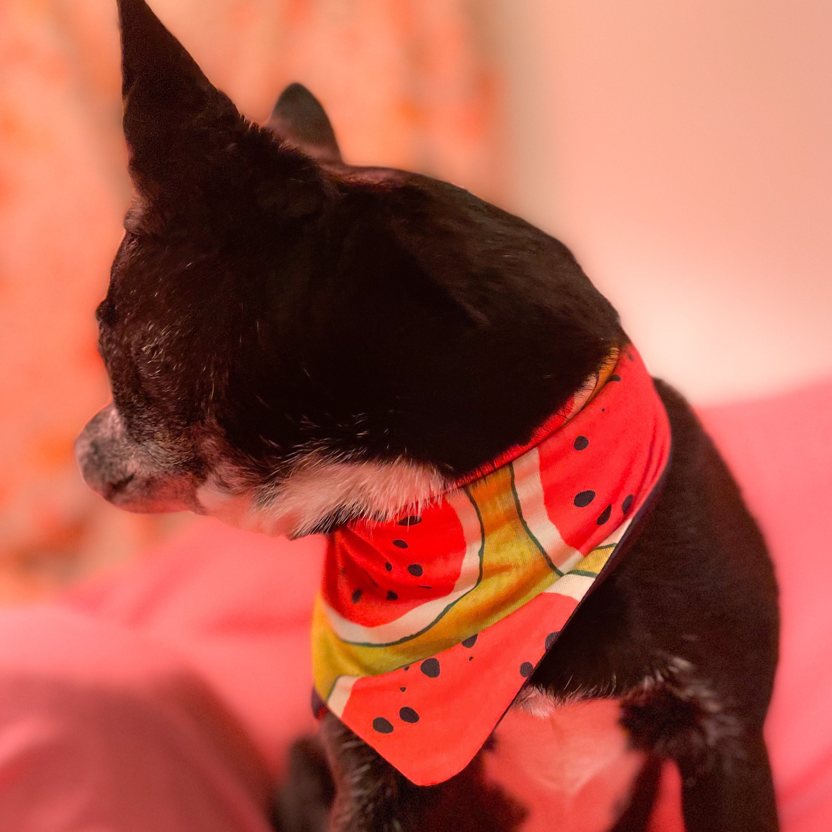 Wassermelone Picknick Hund Bandana Sommer Hund Bandana Senf Etsy