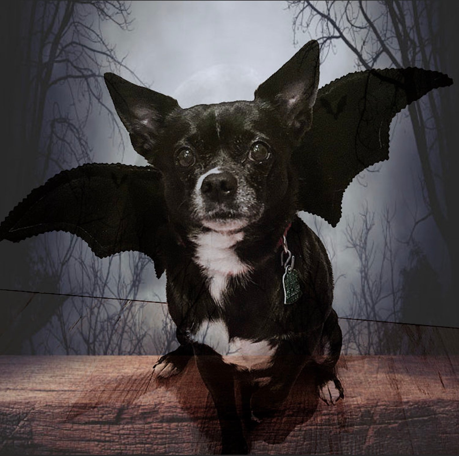 Bat Wings Handmade Dog Bat Costume Halloween Dog Costume for Etsy