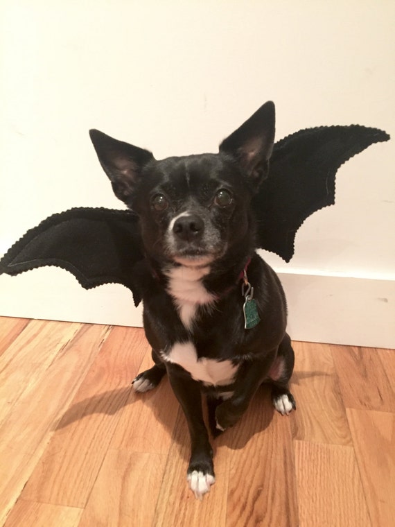 Bat Wings Dog's Bat Costume Adorable for Halloween toy Etsy