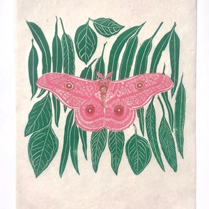 May include: A pink moth with large, feathery antennae is surrounded by green leaves. The moth has large, round eyes and a fuzzy body.