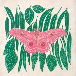 May include: A pink moth with large, feathery antennae is surrounded by green leaves. The moth has two large, round eyes and a detailed wing pattern.