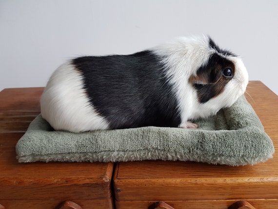 bed head guinea pig