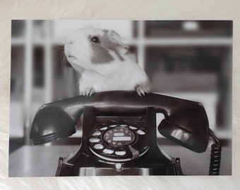 Vintage guinea pig print