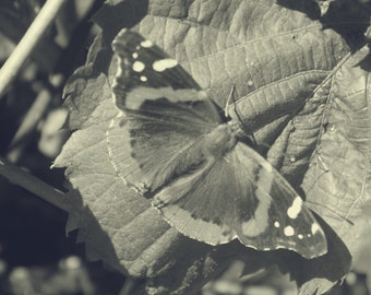 Black and White Butterfly Original Photography Print