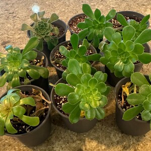 Green Aeonium Rooted Cutting