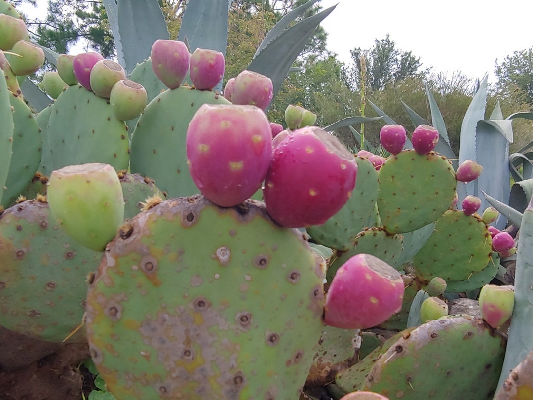 Eastern Prickly Pear Pads, Unrooted, Long Spines, Very Hardy - Etsy