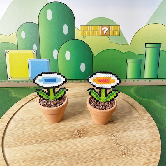 zwerg olivenbaum Mini Olivenbaum 