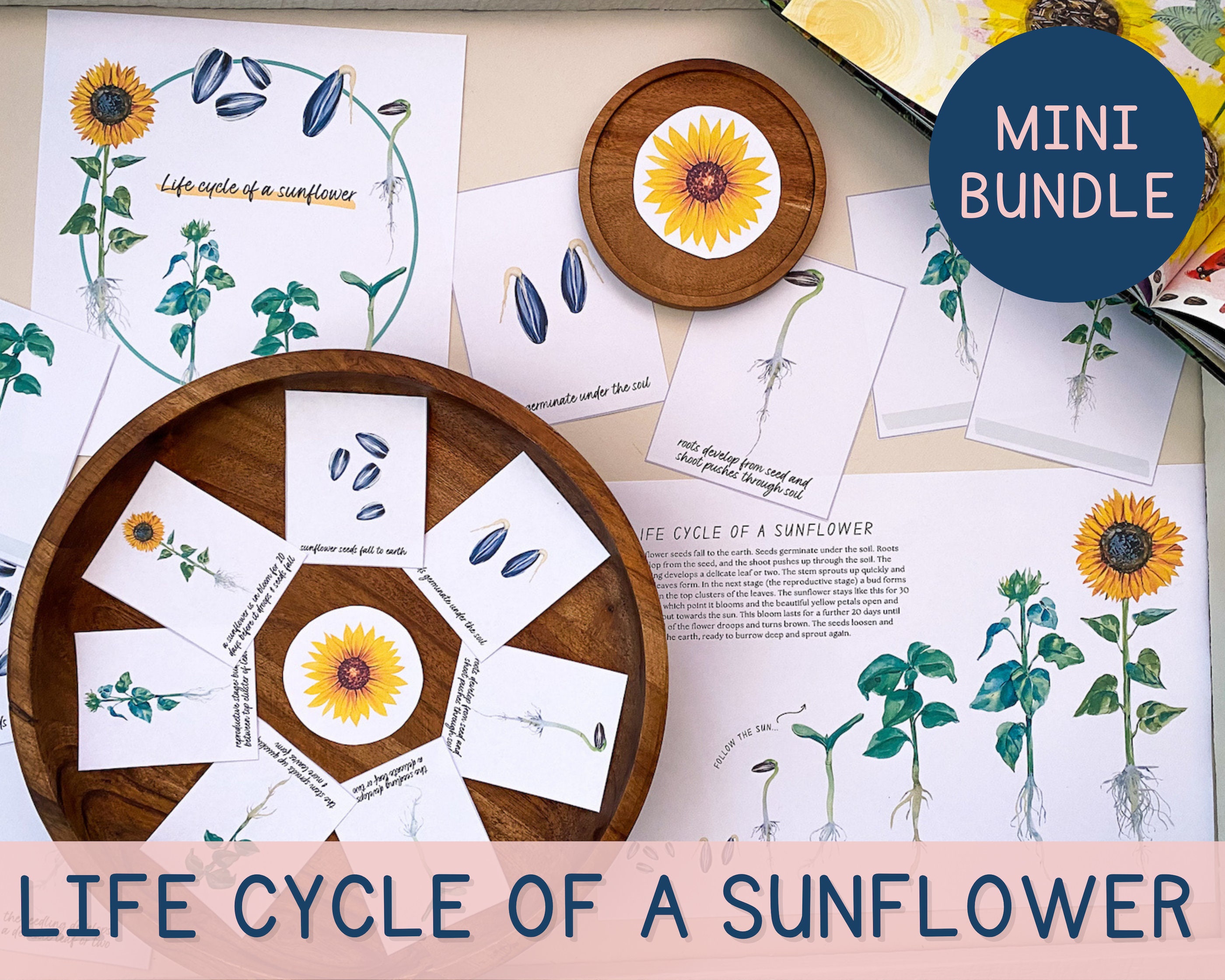 Life Cycle of a Sunflower Biology Nature Study Resource - Etsy
